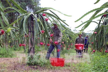 Giá thanh long tăng mạnh