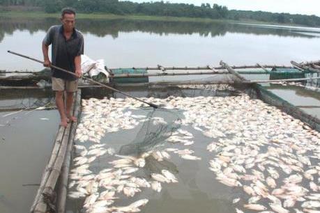 Khẩn trương xác định nguyên nhân gây cá chết tại đảo Phú Quý (Bình Thuận)