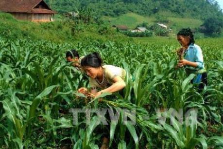 Tái cơ cấu ngành trồng trọt nâng cao giá trị cho vụ Đông