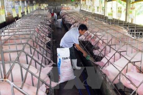 Thái Bình, Nam Định chuẩn bị cho xuất khẩu thịt lợn