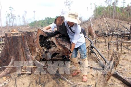 Khởi tố bị can trong vụ phá rừng tại Tiên Lãnh, Quảng Nam