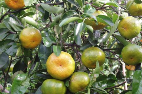 Thừa Thiên - Huế quyết bảo tồn giống quýt tiến vua