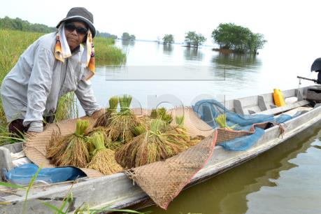 Thái Lan thông qua gói biện pháp hỗ trợ gạo