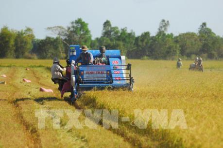 Thúc đẩy chuỗi giá trị lúa gạo chất lượng cao