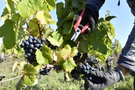 Ít nhất 7 tấn nho bị đánh cắp tại các trang trại trồng nho ở Bordeaux