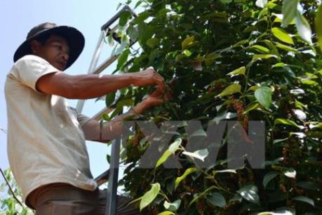 Xuất khẩu hồ tiêu: Tăng về sản lượng nhưng giảm về giá trị