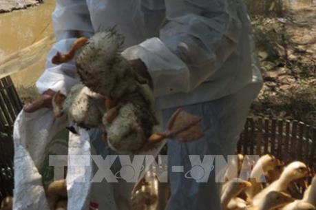 Hà Tĩnh tiêu hủy hàng trăm con gia cầm vì dịch cúm H5N6