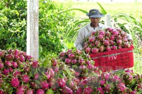 Thanh long sẽ là trái cây đem lại nguồn thu lớn nhất cho Việt Nam?
