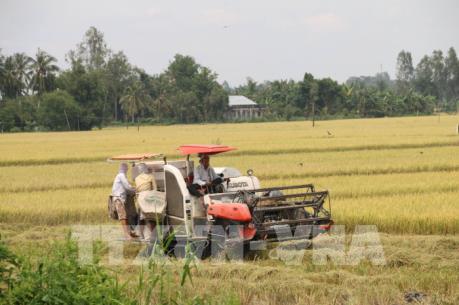 Các địa phương khẩn trương xuống giống vụ lúa Hè Thu