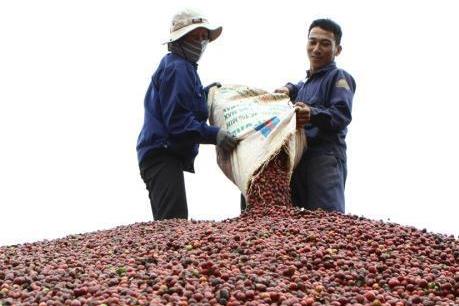 Xuất hiện tình trạng ép giá thu mua cà phê ở Kon Tum