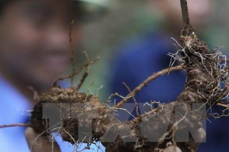 Thu về hơn 4,5 tỷ đồng sau phiên chợ sâm Ngọc Linh lần thứ nhất