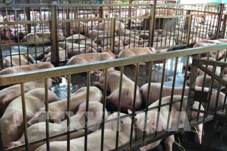 Xử lý lợn bị tiêm thuốc an thần: Một số tiểu thương lôi kéo người nuôi phản đối