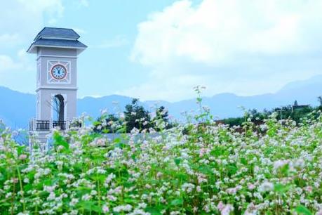 Lên cáp treo Fansipan ngắm hoa tam giác mạch mùa lễ hội 