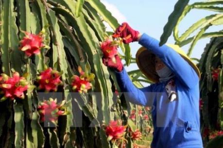 Cần Thơ hợp tác với Nhật Bản xây dựng nông trường kiểu mẫu