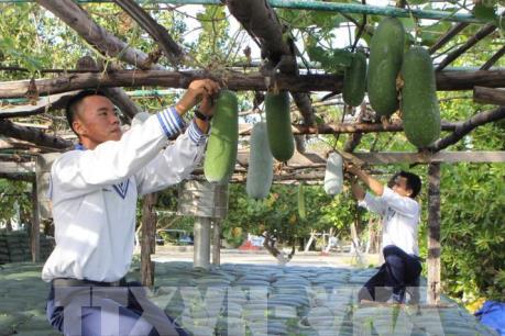 Vườn rau mát mắt trên quần đảo Trường Sa
