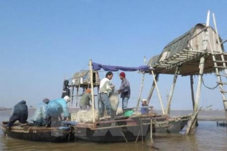 Đầu tư trên 200 tỷ đồng phát triển sản xuất ngao giống