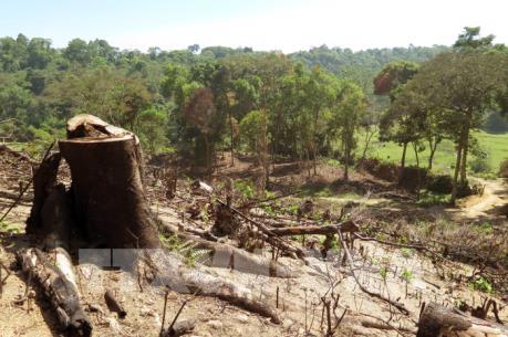 Đắk Nông: Kỷ luật cán bộ kiểm lâm để xảy ra phá rừng nguyên sinh