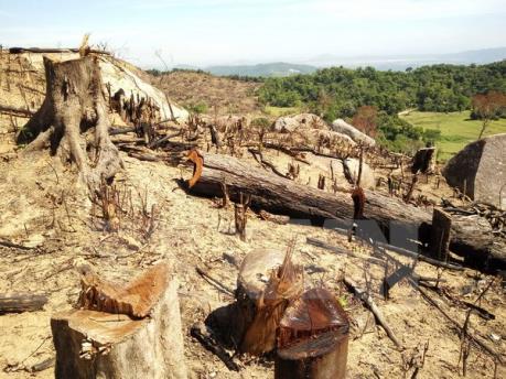 Bình Định phát hiện thêm vụ phá rừng phòng hộ quy mô lớn để trồng keo lai