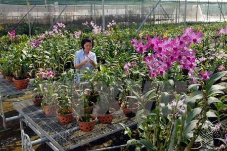 Mở hướng trồng hoa lan công nghệ cao vào Ninh Thuận