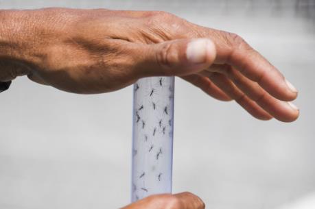 Thử nghiệm hiệu quả vaccine phòng Zika