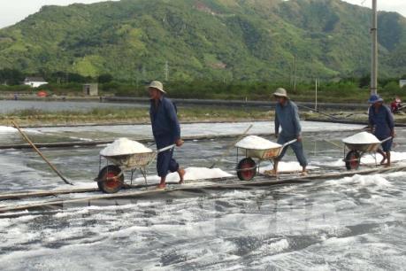 Giá muối tại Bạc Liêu tăng mạnh, nông dân có được hưởng lợi?