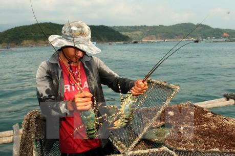 Giá tôm hùm tăng mạnh nhưng không có để bán