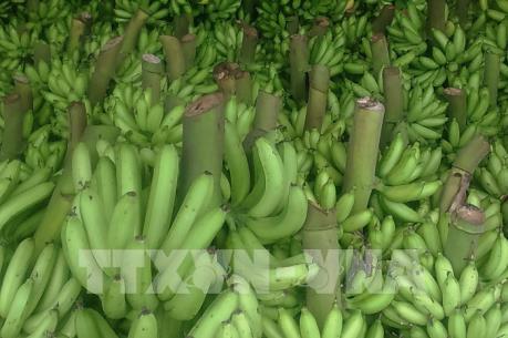 Giá chuối ở Lào Cai xuống thấp kỷ lục, dân không mặn mà thu hoạch