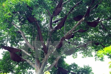 Cây xanh giúp giảm tỷ lệ tử vong ở trẻ do tiêu chảy