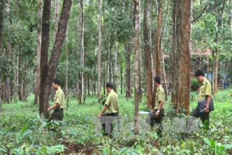 Kon Tum: Ngăn chặn tình trạng phá rừng tự nhiên