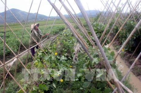 Tiền Giang xây dựng vùng chuyên canh màu trên đất thuần nông
