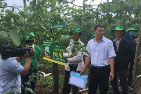 Trồng chanh dây: Sử dụng phân bón đúng giúp lợi nhuận tăng thêm 55 triệu đồng/ha 