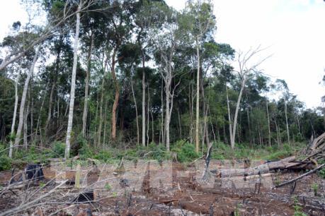 Xử lý trách nhiệm trong vụ để mất 135,8 ha rừng tự nhiên tại Đắk Nông