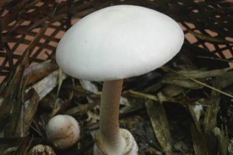 Ăn nhầm nấm độc, 6 em nhỏ nhập viện