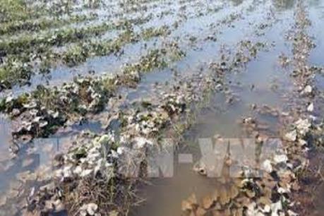 Hàng nghìn ha rau màu ở Hưng Yên bị thiệt hại do mưa lớn