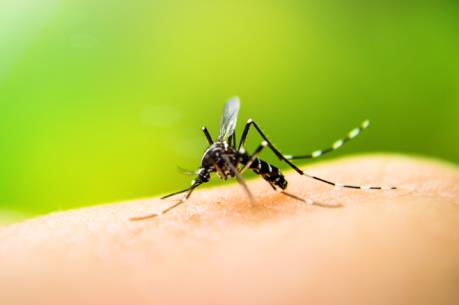 Mỹ: 67 ca tử vong do virus Tây sông Nile