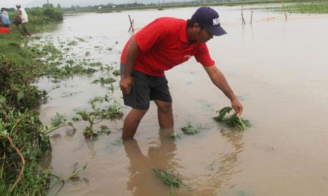 Huyện Mỹ Đức- Hà Nội: Toàn bộ hoa màu vụ Đông gần như mất trắng