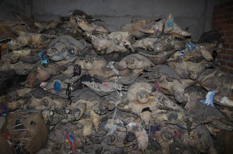 "Núp bóng" quán thịt chó, buôn bán số lượng lớn động vật hoang dã
