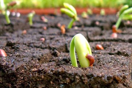 Phân bón hữu cơ liệu có “cửa” phát triển?