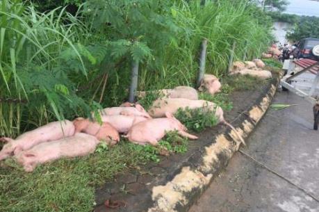 Thanh Hóa: Gần 4.000 con lợn tại Trại giam số 5 bị nhấn chìm trong mưa lũ