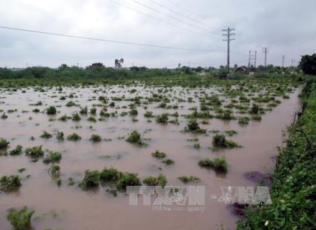 Vĩnh Long: Triều cường dâng cao gây nhiều thiệt hại