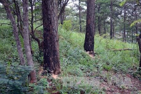 Đề nghị chuyển đổi mục đích sử dụng trên 60.000 ha rừng