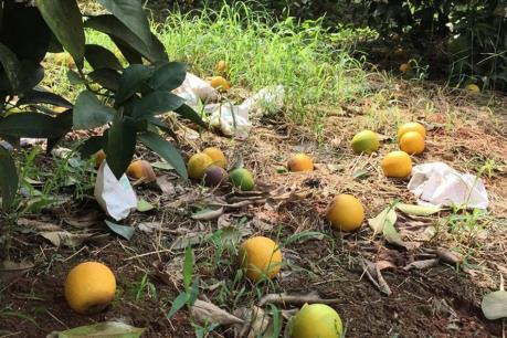 Cam rụng hàng loạt gây thiệt hại lớn cho Nghệ An