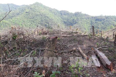 Thu hồi 88 dự án chuyển đổi rừng, đất rừng sai mục đích