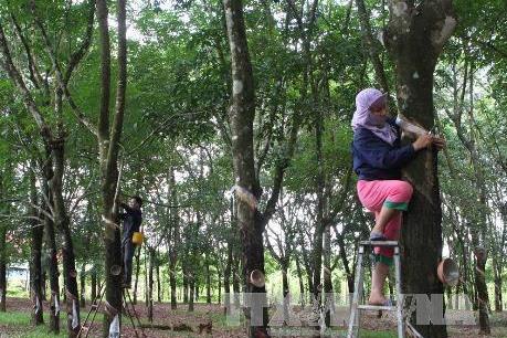 Giá xuất khẩu mủ cao su Campuchia tăng 10% nhờ nhu cầu cao từ Trung Quốc