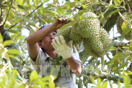 Giá sầu riêng trái mùa tăng mạnh