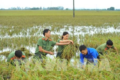 Những lưu ý trong sản xuất vụ Đông ở miền Bắc sau mưa lũ
