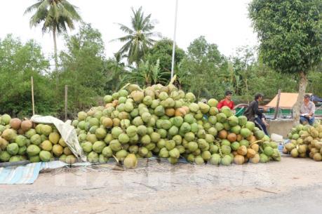 Giá dừa xiêm xanh giảm mạnh