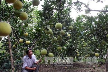 Thu nhập cả trăm triệu đồng mỗi năm nhờ trồng bưởi Đoan Hùng