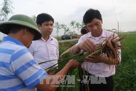 Hơn 1.700 ha lúa mùa nhiễm bệnh vàng lá di động, lùn sọc đen
