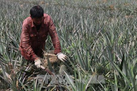 Đánh thức tiềm năng vùng Đồng Tháp Mười - Bài 1: Chuyên canh nơi vùng lũ